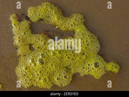 Eutrophication, green foam caused by algae floating on brown water Stock Photo