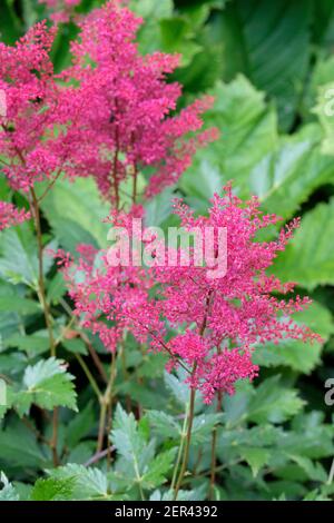 Astilbe 'Montgomery' (japonica hybrid).  Astilbe japonica 'Montgomery'. Japanese Astilbe 'Montgomery'. Red-magenta flowers Stock Photo