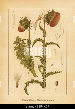 Antique illustration of a carduus nutans, also known as musk thistle, nodding plumeless thistle or nodding thistle. Engraved by Jacob Sturm (1771-1848 Stock Photo