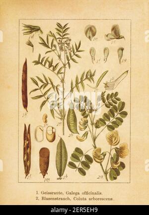 Antique illustration of a galega officinalis (also known as professor-weed, goat's rue, French lilac, Italian fitch) and colutea arborescens (also kno Stock Photo