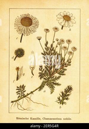 19th-century engraving of Roman chamomile. Illustration by Jacob Sturm (1771-1848) from the book Deutschlands Flora in Abbildungen nach der Natur mit Stock Photo