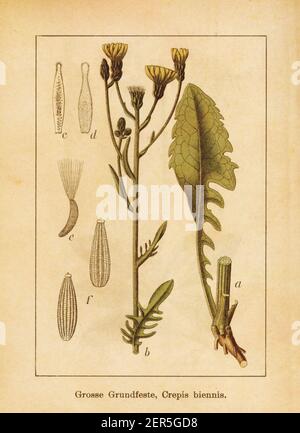 Antique illustration of a crepis biennis, also known as rough hawksbeard. Engraved by Jacob Sturm (1771-1848) and published in the book Deutschlands F Stock Photo