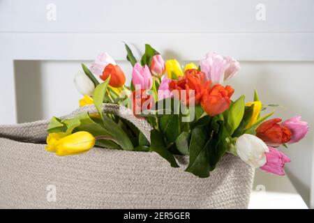 Bouquet of multicolored tulips in a white rattan wicker bag standing on the table in interior. Stock Photo