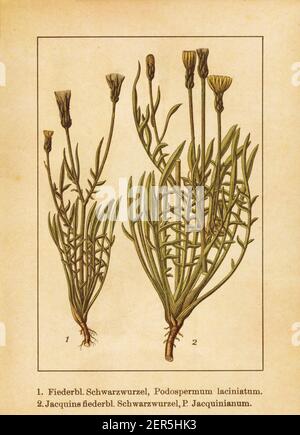 Antique illustration of a scorzonera laciniata (also known as podospermum laciniatum, cutleaf vipergrass, laciniate viper's grass) and scorzonera cana Stock Photo