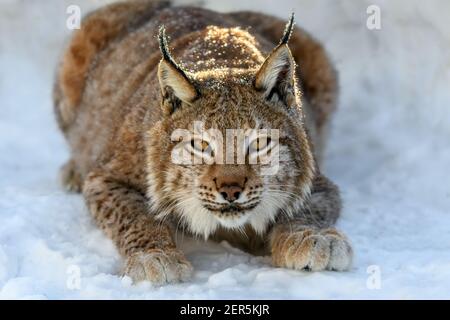 Lynx in the snow. Wildlife scene from winter nature. Wild animal in the natural habitat Stock Photo