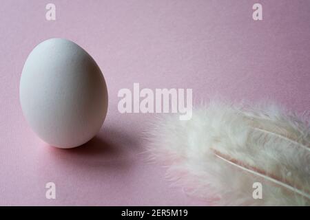 Beautiful white organic egg next to white feathers on pink background. Stock Photo