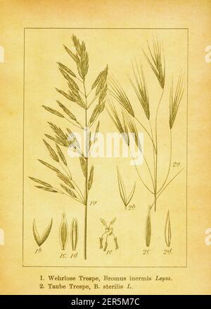 Antique engraving of smooth brome and poverty brome. Illustration by Jacob Sturm (1771-1848) from the book Deutschlands Flora in Abbildungen nach der Stock Photo