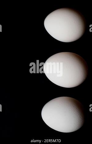 Three white organic eggs in a row on dark blue background. Stock Photo