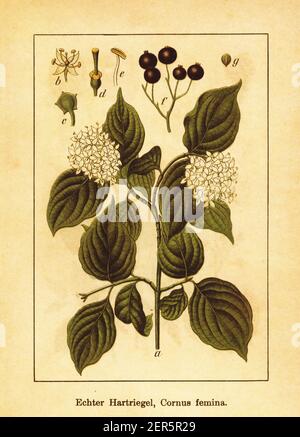 Antique illustration of stiff dogwood. Engraving by Jacob Sturm (1771-1848) from the book Deutschlands Flora in Abbildungen nach der Natur mit Beschre Stock Photo