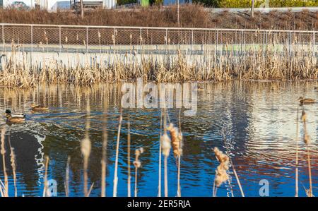 Beautiful view on the little lake with ducks on spring day.  Gorgeous nature backgrounds. Sweden. Stock Photo