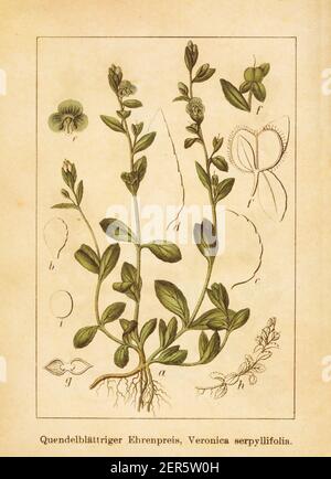 Antique illustration of a veronica serpyllifolia, also known as thymeleaf speedwell or thyme-leaved speedwell. Engraved by Jacob Sturm (1771-1848) and Stock Photo