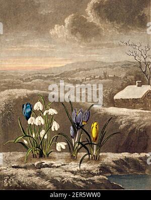 The Snowdrop and the Crocus by Abraham Pether, engraved by William Ward and published by Robert John Thornton in The Temple of Flora 1804. Stock Photo