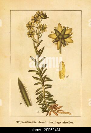 Antique illustration of a saxifraga aizoides, also known as yellow mountain saxifrage or yellow saxifrage. Engraved by Jacob Sturm (1771-1848) and pub Stock Photo