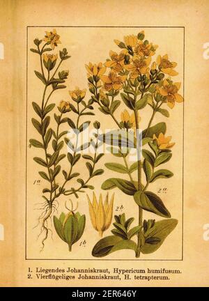19th-century engraving of trailing St. John's-wort and St. Peter's wort. Illustration by Jacob Sturm (1771-1848) from the book Deutschlands Flora in A Stock Photo