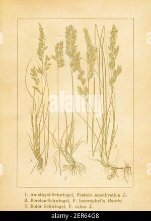 Antique illustration of festuca amethystina (also known as tufted fescue), festuca heterophylla (also known as variousleaf fescue) and festuca rubra Stock Photo