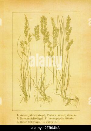 Antique engraving of tufted fescue, various-leaved fescue and red fescue. Illustration by Jacob Sturm (1771-1848) from the book Deutschlands Flora in Stock Photo