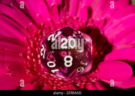 Close-up image of a pink 20-sided rpg die on a pink gerbera daisy Stock Photo