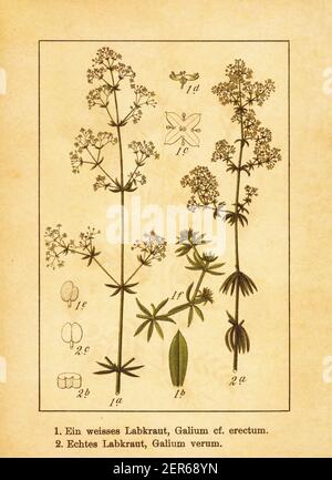 Antique 19th-century illustration of white bedstraw and lady's bedstraw. Engraving by Jacob Sturm (1771-1848) from the book Deutschlands Flora in Abbi Stock Photo
