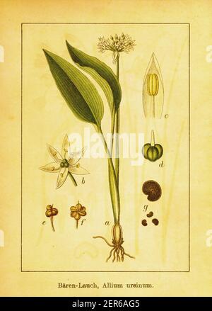 19th-century illustration of wild garlic. Engraving by Jacob Sturm (1771-1848) from the book Deutschlands Flora in Abbildungen nach der Natur mit Besc Stock Photo