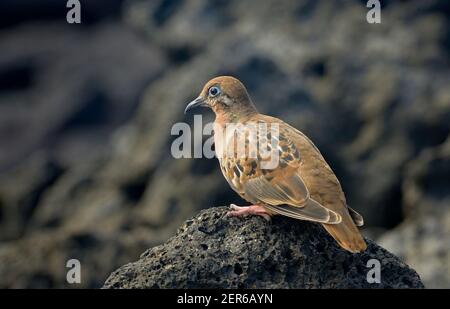 Galapagos Dove (Zenaida galapagoensis) on lava, Urbina Bay, Isabela Island, Galapagos Islands, Ecuador Stock Photo