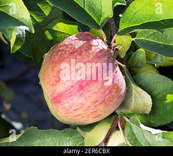 Apple tree with ripe apple fruit. Ripe apples growing on apple tree branch. Apple on tree after rain, close-up. Wet apple. Stock Photo