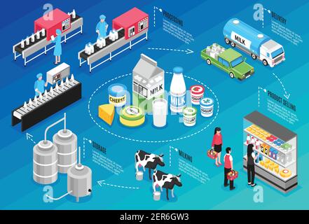 Cheese production isometric infographics layout with eleven phases of ...