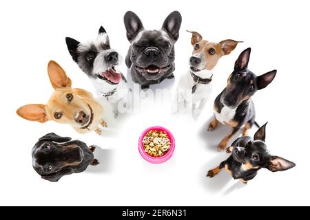 row of dogs as a group or team all hungry in front of food bowl