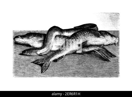 Antique illustration of common carp, eel and pike. Published in Le livre de cuisine, par Jules Goufe, Librarie Hachette et Cie (Paris, 1874). Stock Photo