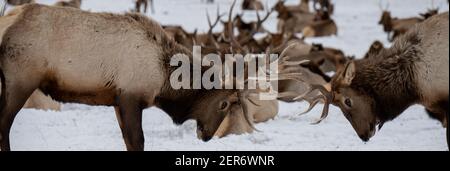 USA, Wyoming, Tetons National Park, National Elk Refuge. Young bull elk sparring in the winter with large herd in the distance. Stock Photo