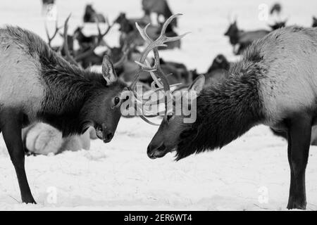 USA, Wyoming, Tetons National Park, National Elk Refuge. Young bull elk sparring in the winter with large herd in the distance. B&W Stock Photo