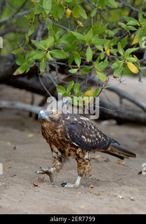 Galapagos Hawk (Buteo galapagoensis) walking on the sand, Santiago Island, Galapagos Islands, Ecuador Stock Photo