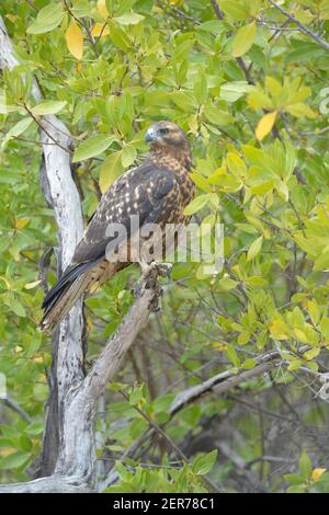 Galapagos Hawk (Buteo galapagoensis) in Mangrove Tree, Playa Espumilla, Santiago Island, Galapagos Islands, Ecuador Stock Photo