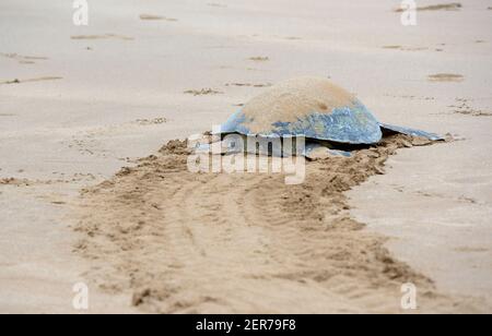 Galapagos green turtle (Chelonia mydas agassisi) on Playa Espumilla, Santiago Island, Galapagos Islands, Ecuador Stock Photo