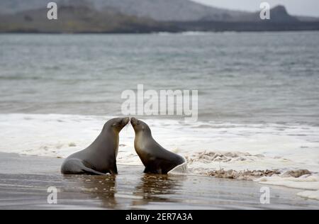 Galápagos sea lions (Zalophus wollebaeki) playing in the waves on Playa Espumilla, Santiago Island, Galapagos Islands, Ecuador Stock Photo