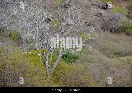 Palo Santo tree (Bursera graveolens), Santiago Island, Galapagos Islands, Ecuador Stock Photo