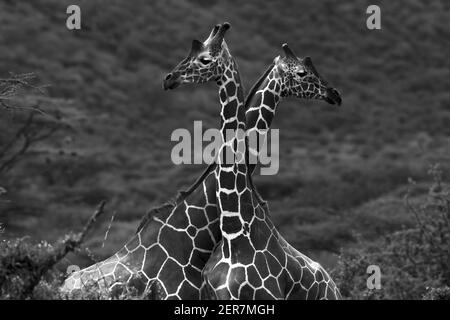 Portrait of Giraffes. Two Wild Animals with Long Necks  in the Wild. Black and White Photo. Safari. Gama Drive. Samburu National Reserve. Kenya. Stock Photo