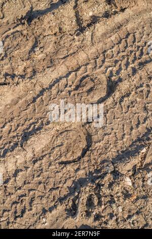 Horseshoe impressions / hoof prints & tyre track on a muddy countryside road. Metaphor alternative travel arrangement, horse riding. Stock Photo