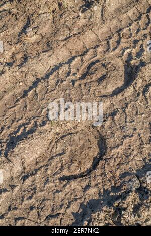 Horseshoe impressions / hoof prints & tyre track on a muddy countryside road. Metaphor alternative travel arrangement, horse riding. Stock Photo