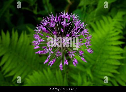 Allium sort Mercurius: ornamental onion blooms in the flower garden in early summer. Stock Photo