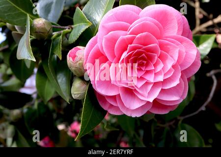 Camellia japonica ‘Pink Perfection’ Pink Perfection camellia – formal double medium pink flowers with rosette shape, February, England, UK Stock Photo