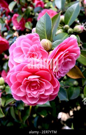 Camellia japonica ‘Pink Perfection’ Pink Perfection camellia – formal double medium pink flowers with rosette shape, February, England, UK Stock Photo