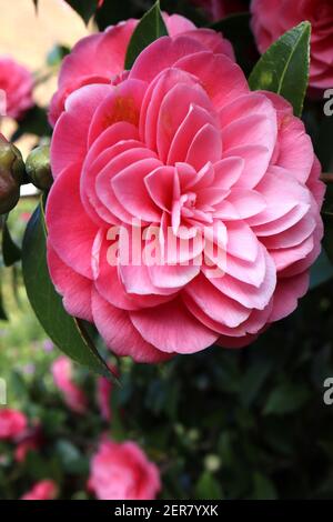 Camellia japonica ‘Pink Perfection’ Pink Perfection camellia – formal double medium pink flowers with rosette shape, February, England, UK Stock Photo