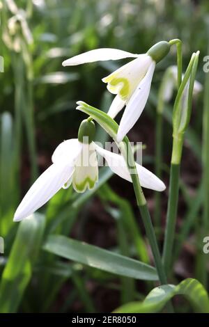 Galanthus elwesii Giant Snowdrop – pendent white bell-shaped flowers with moustache-like green marking,  February, England, UK Stock Photo