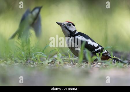 Great spotted woodpecker (Dendrocopos major) sits on the ground, photographed in the Goois Natuurreservaat, The Nerherlands. Stock Photo