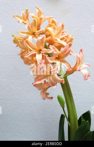 Hyacinthus orientalis ‘Gipsy Queen‘ Hyacinth Pink Pearl – pale orange hyacinth,   February, England, UK Stock Photo