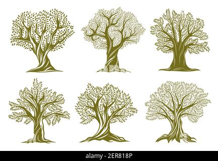Old olive, willow or oak trees engraved icons. Trees with twisted trunk and branches, big crown, green foliage and exposed roots vector set. Garden, f Stock Vector