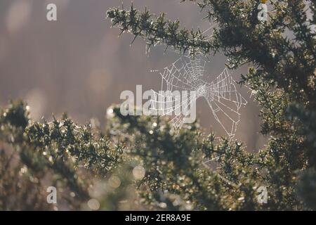 A damp spiders web at St Aidan's Nature Park in Swillington,Leeds,West Yorkshire Stock Photo