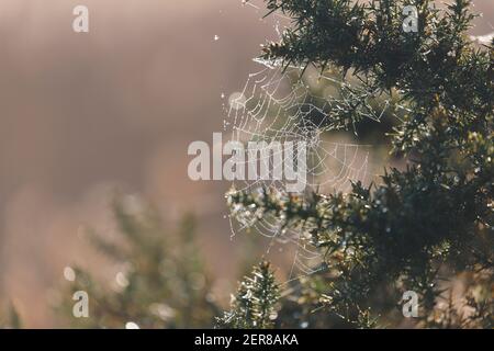 A damp spiders web at St Aidan's Nature Park in Swillington,Leeds,West Yorkshire Stock Photo