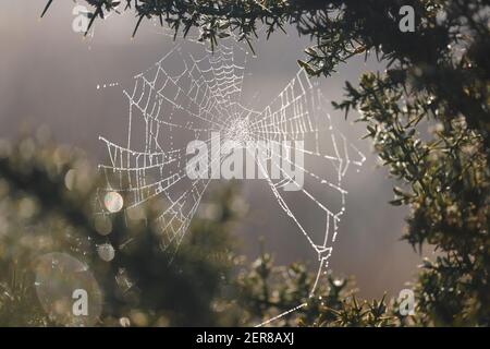 A damp spiders web at St Aidan's Nature Park in Swillington,Leeds,West Yorkshire Stock Photo