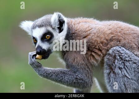 Ring Tailed Lemur - Lemur catta Stock Photo